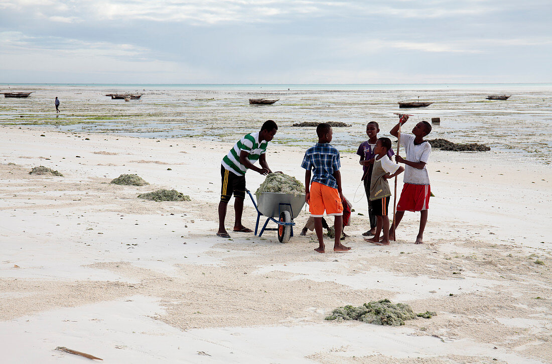 Clearing seaweed,Zanzibar