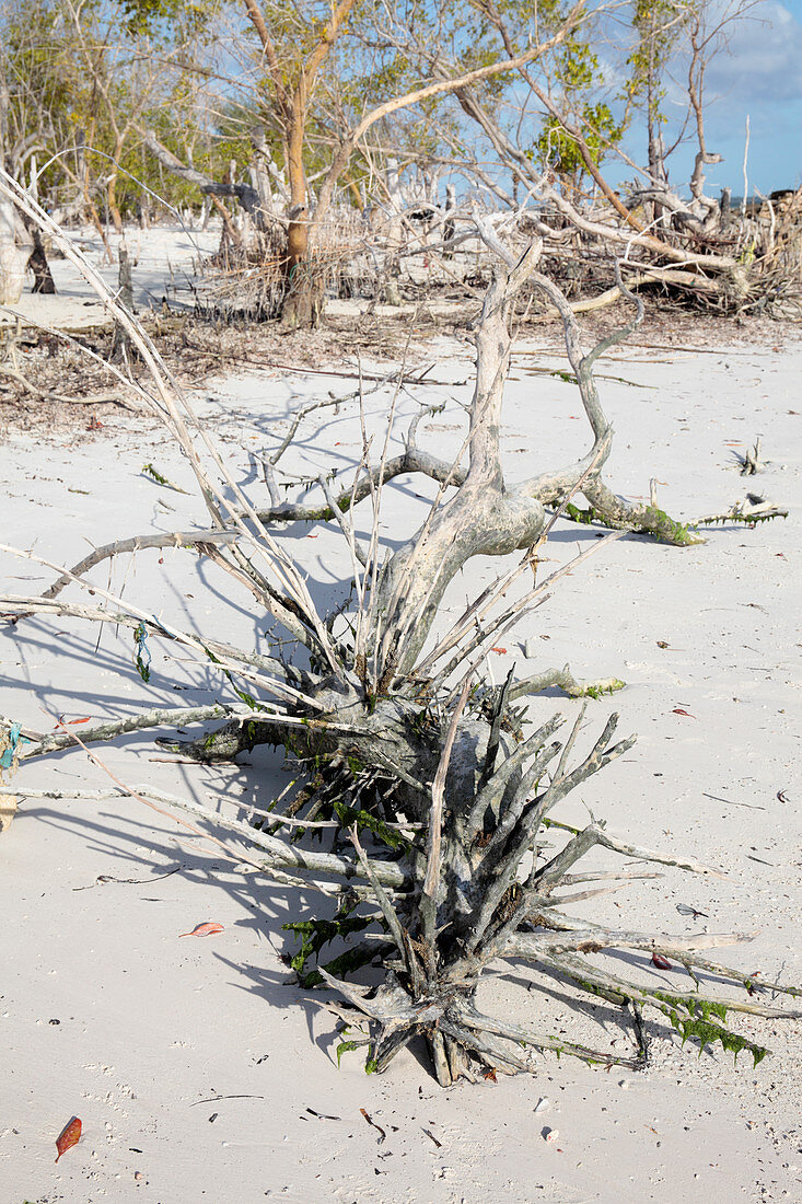 Dying mangrove,Zanzibar