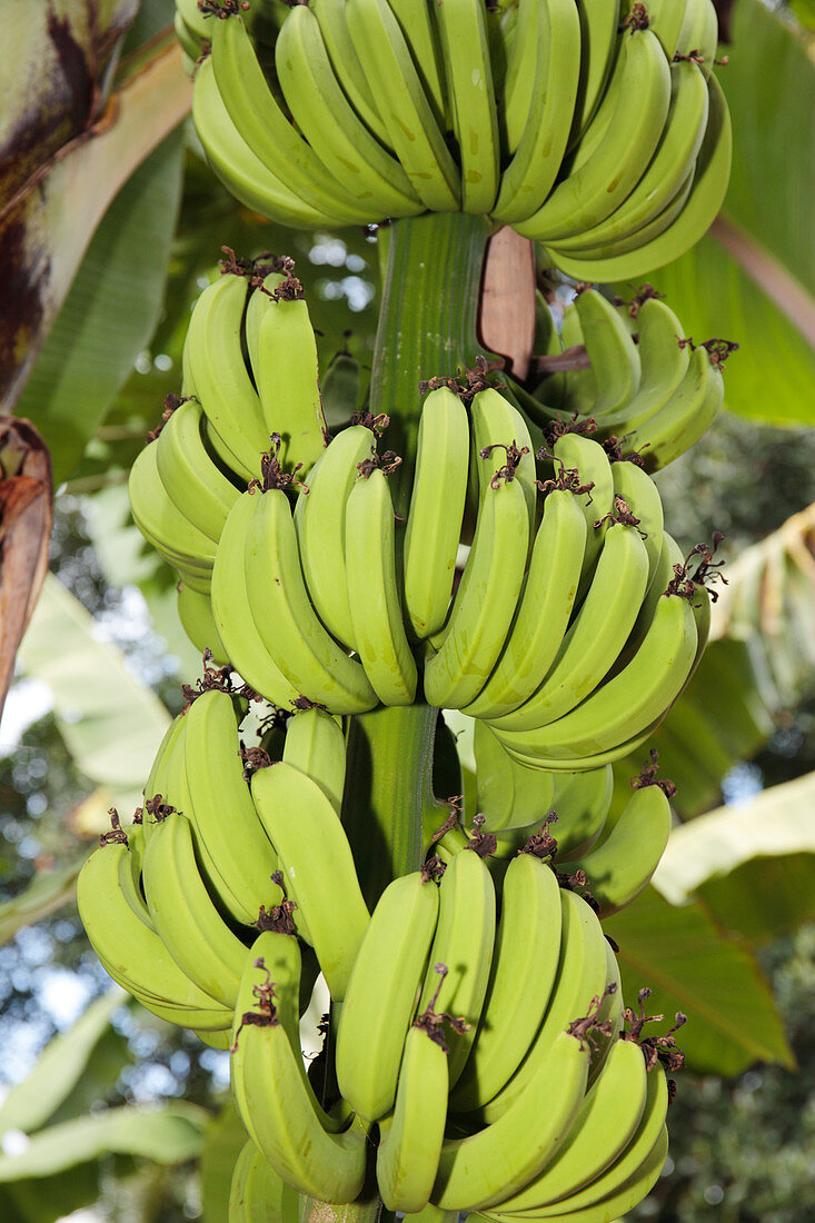 Bananas (Musa sp.) on a tree