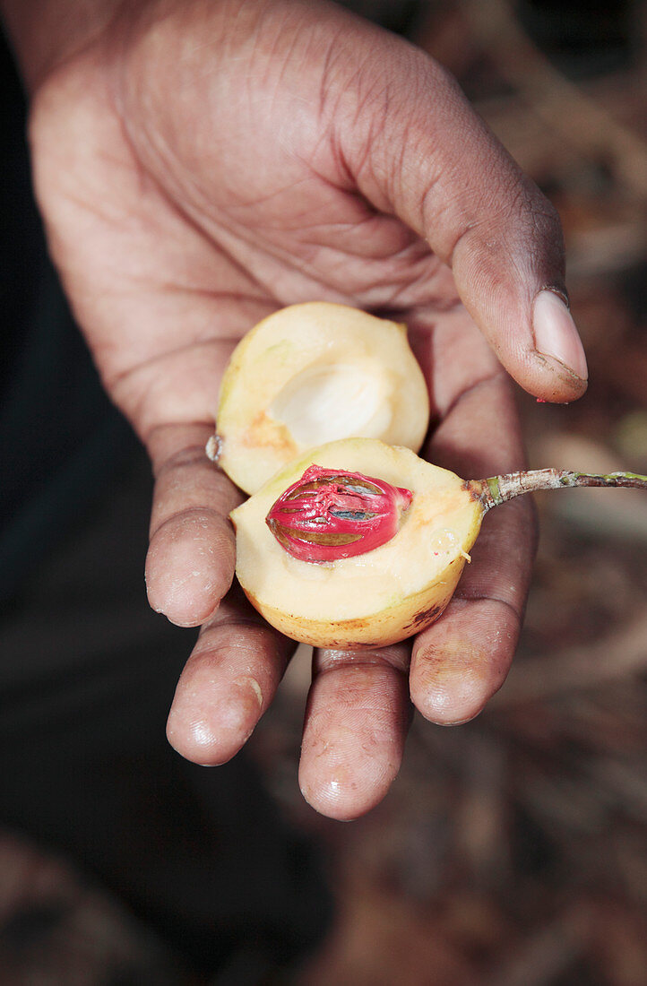 Nutmeg (Myristica fragrans) fruit