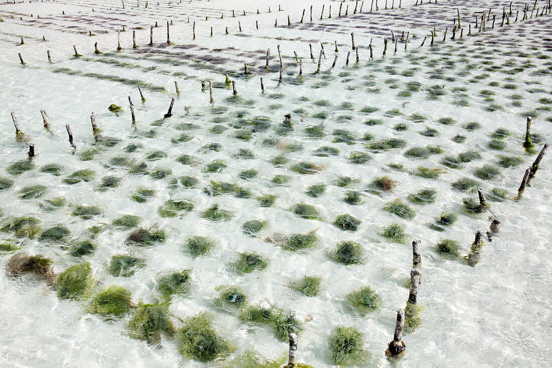 Seaweed farming,Zanzibar