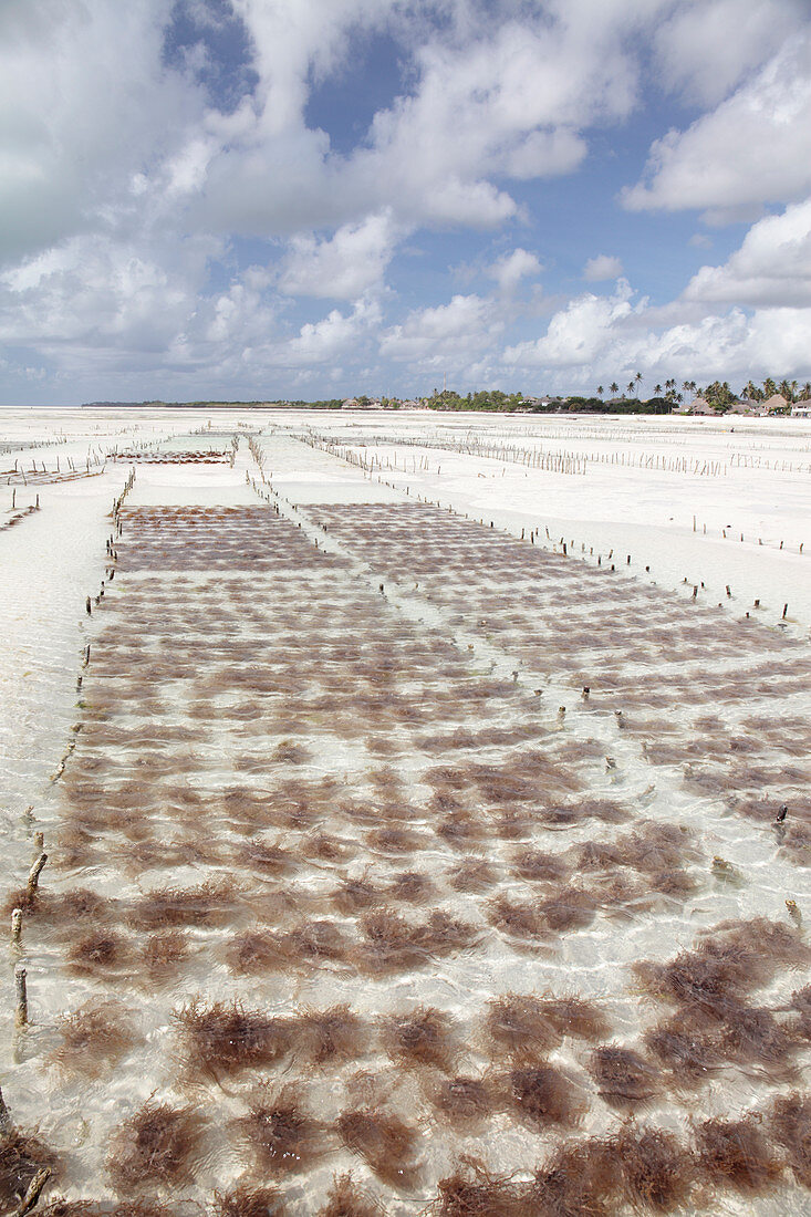 Seaweed farming,Zanzibar