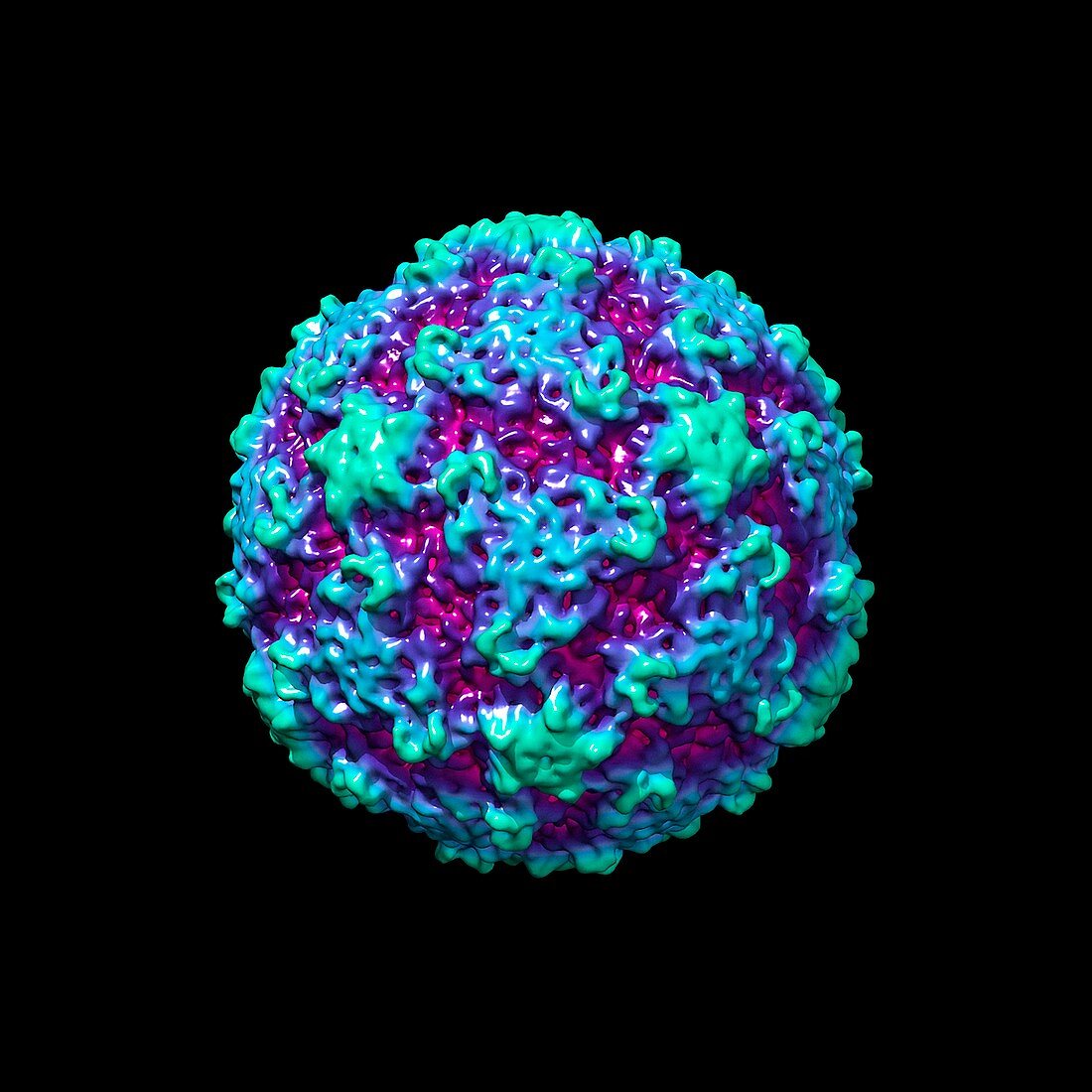 Human rhinovirus,molecular model