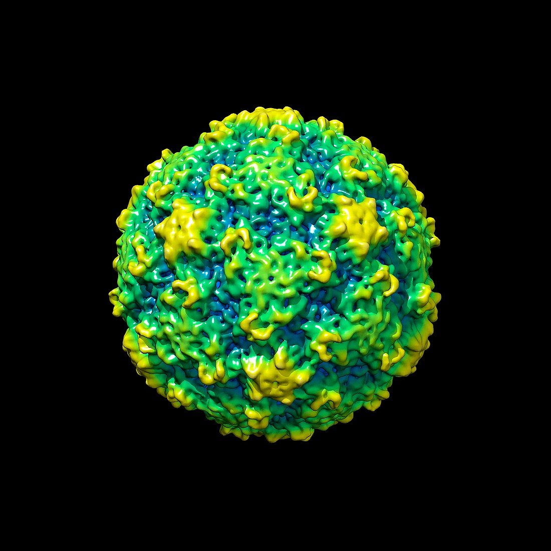 Human rhinovirus,molecular model