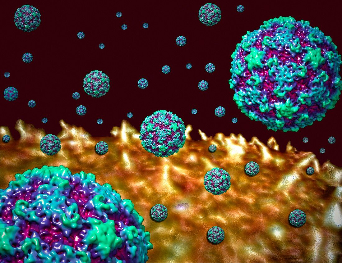 Rhinoviruses attacking cell,illustration