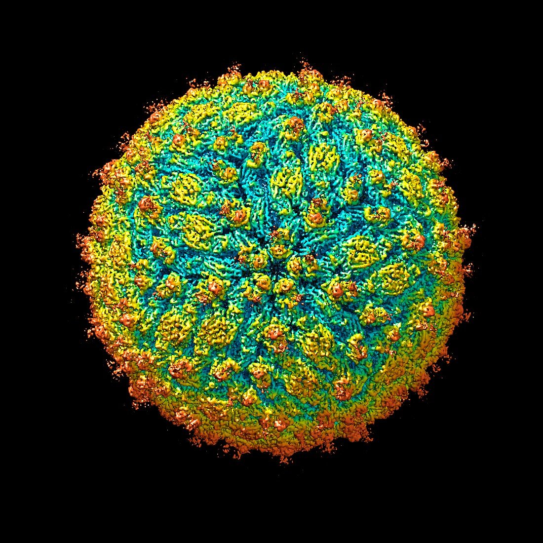 Zika virus,molecular model