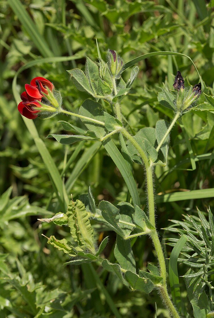 Asparagus-pea (Tetragonolobus purpureus)