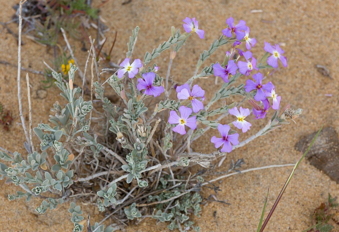 Sand stock (Malcolmia littorea) in flower