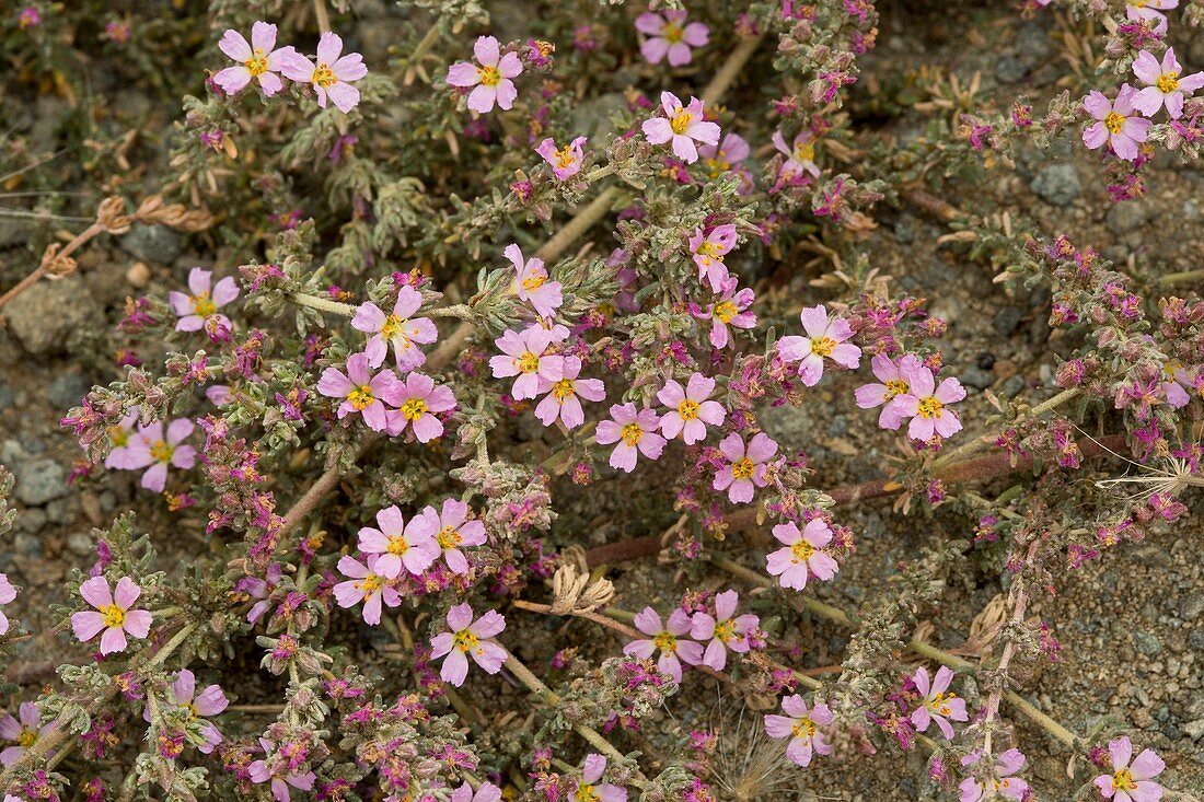 Sea heath (Frankenia laevis) in flower