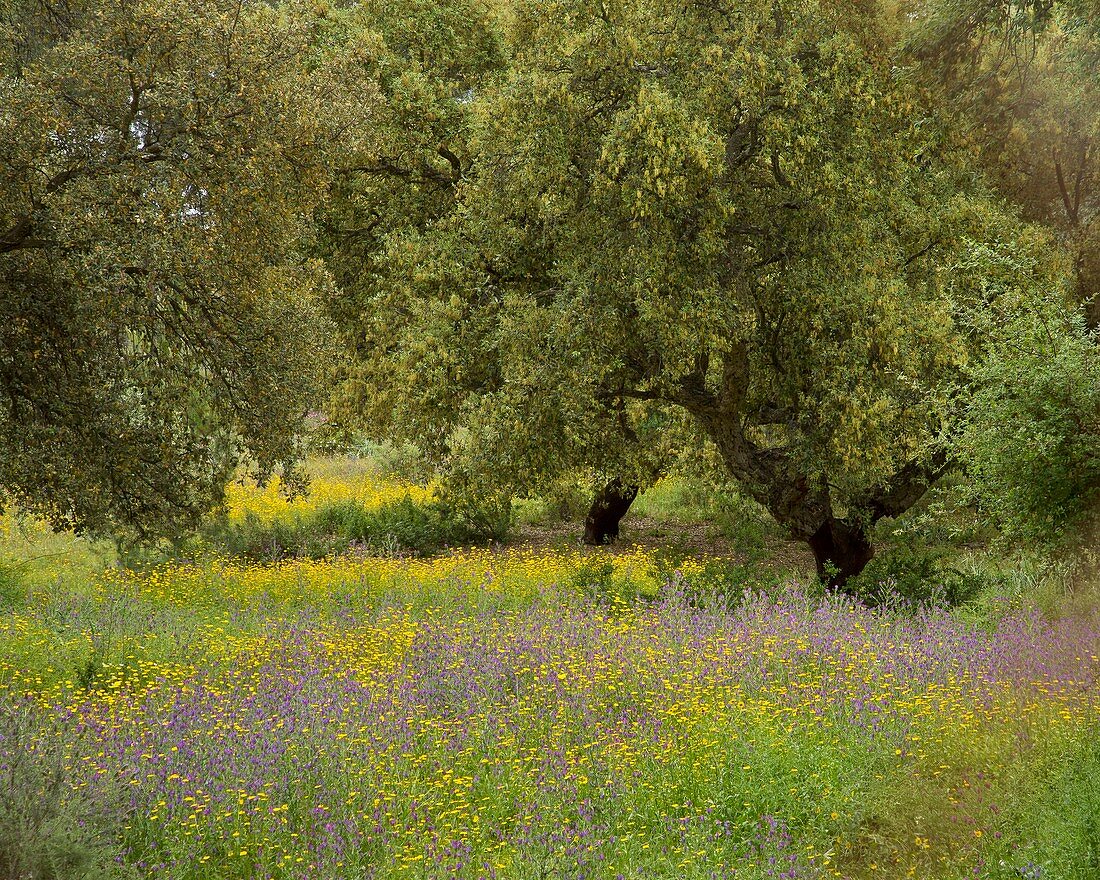 Oak trees and wildflower meadow