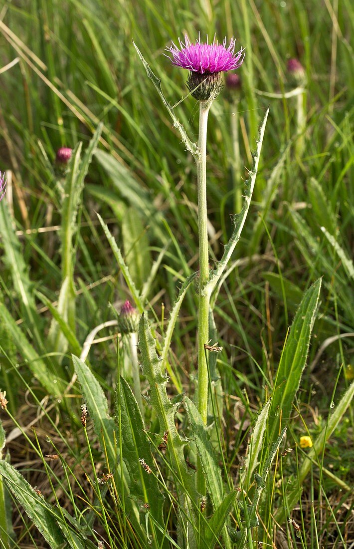 Meadow thistle (Cirsium dissectum)