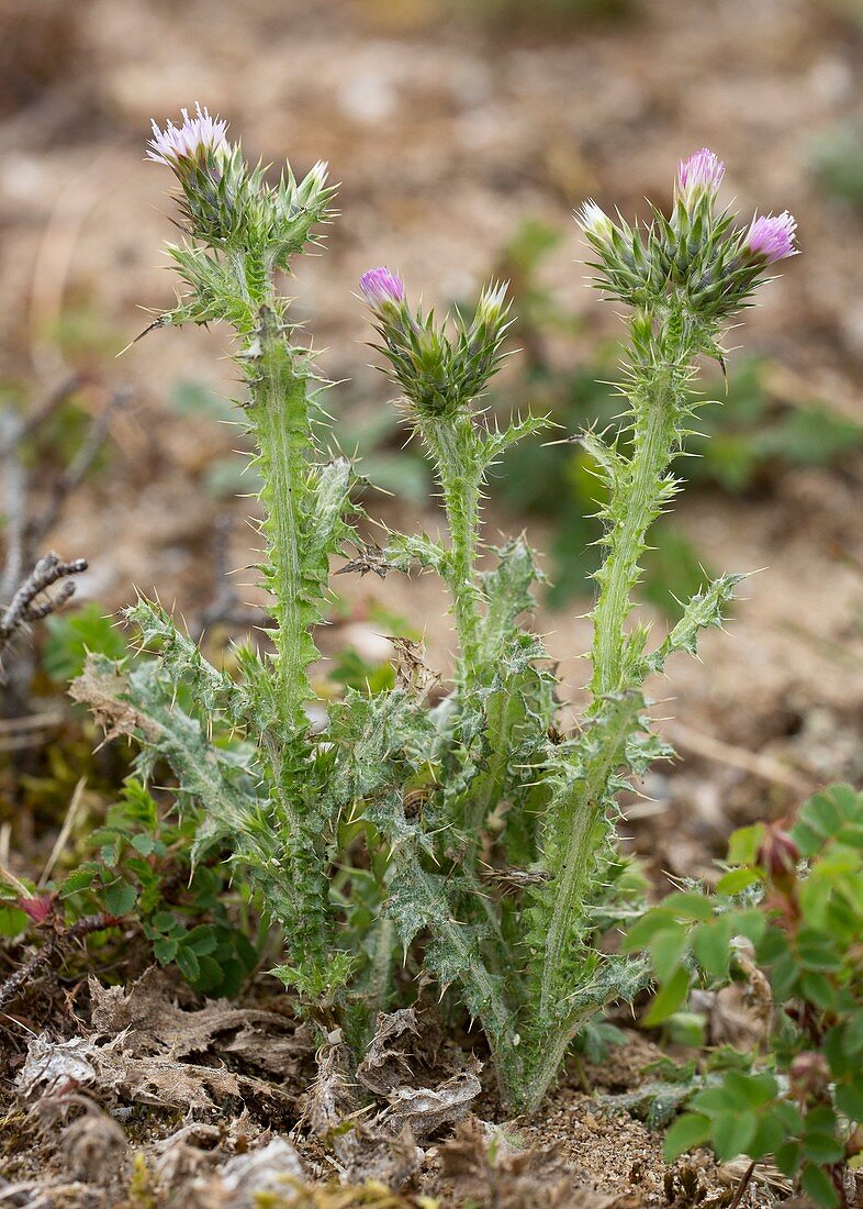 Slender thistle (Carduus tenuiflorus)