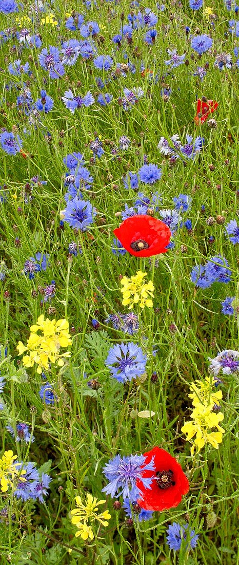 Cornfield weeds in flower,France