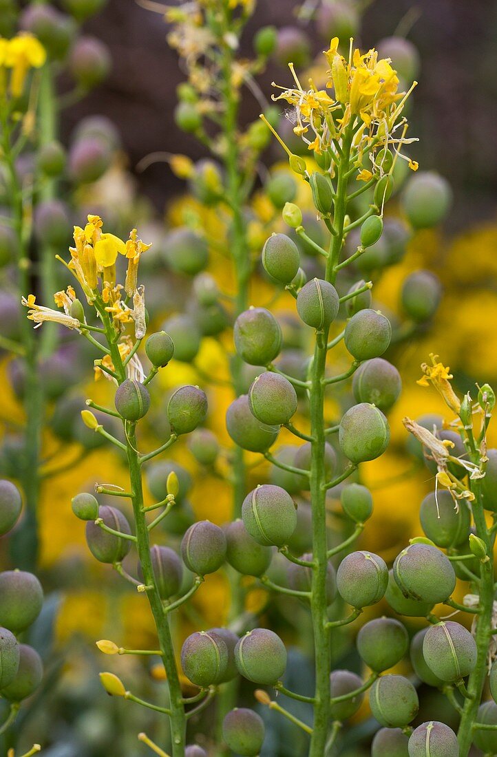 Bladderpod (Alyssoides utriculata)