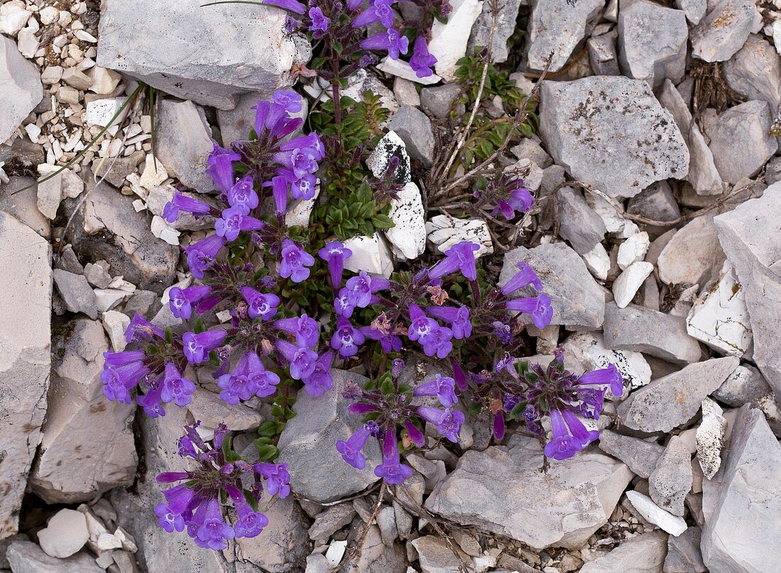 Rock thyme (Acinos alpinus) in flower