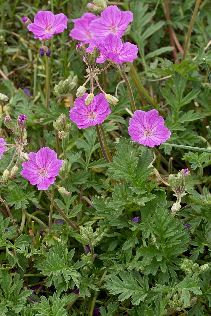 Alpine storksbill (Erodium alpinum)