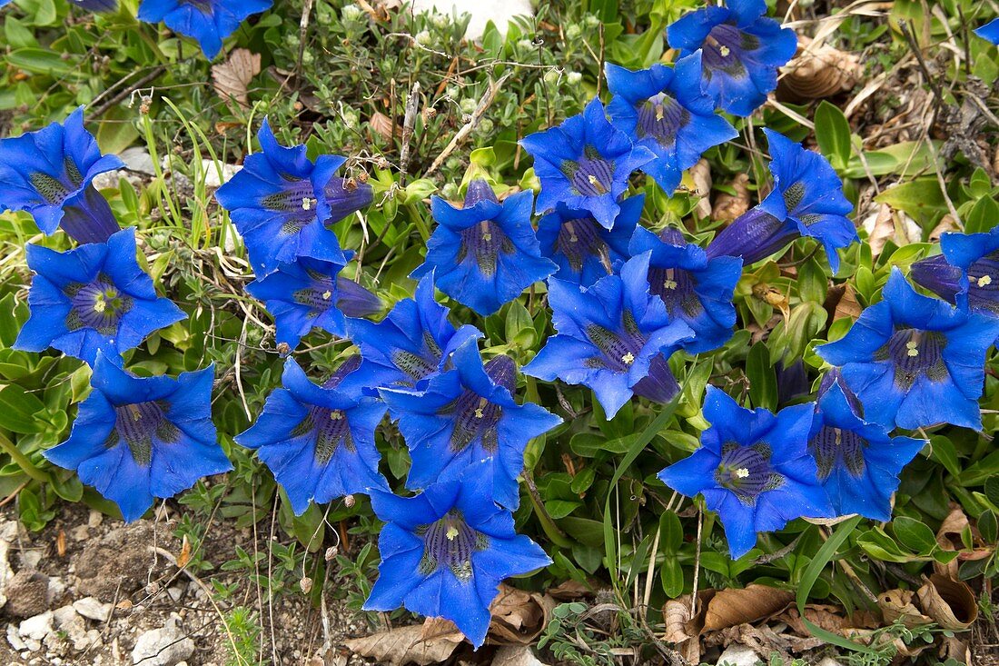 Trumpet gentian (Gentiana dinarica)