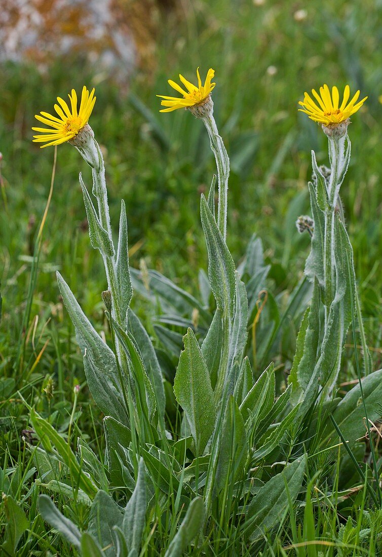 Alpine ragwort (Senecio scopolii)