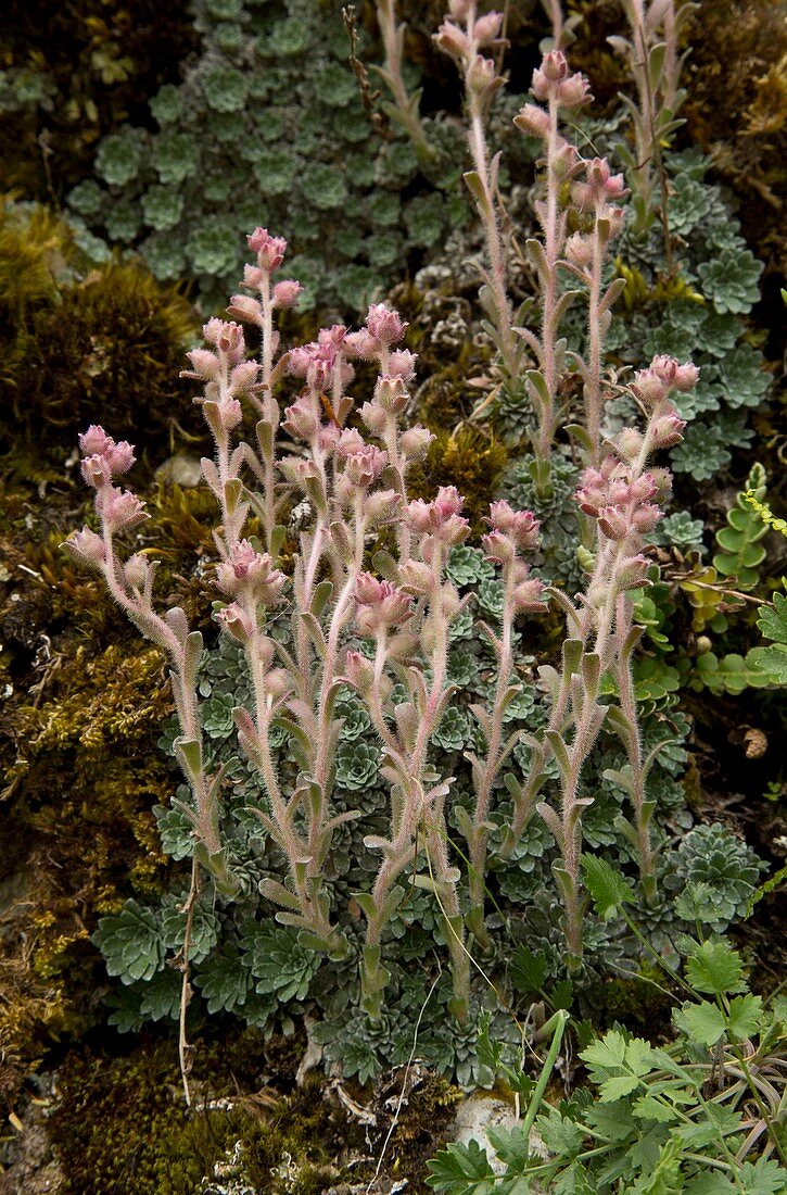 Engleria saxifrage (Saxifraga porophylla)