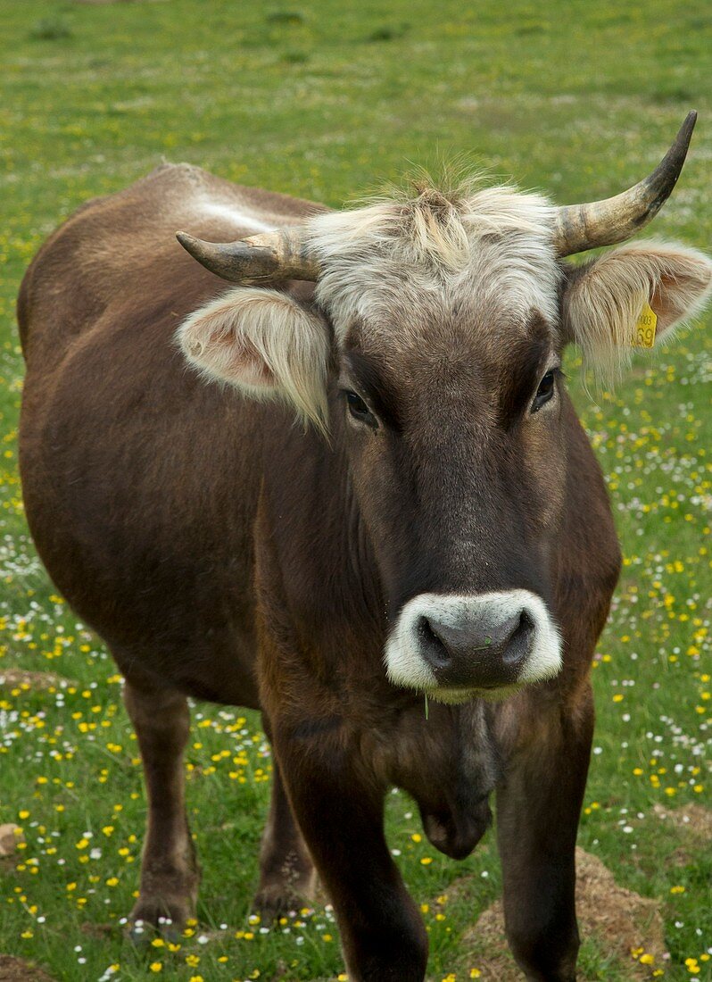 Cow grazing