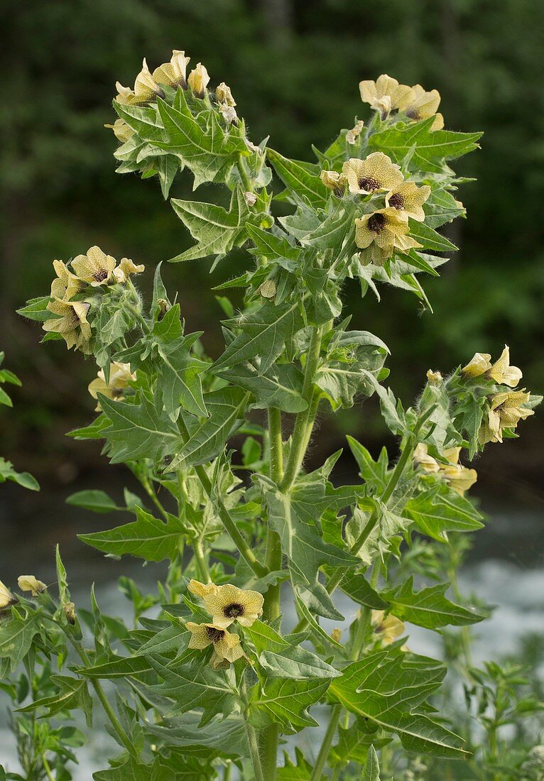 Henbane (Hyoscamus niger) in flower