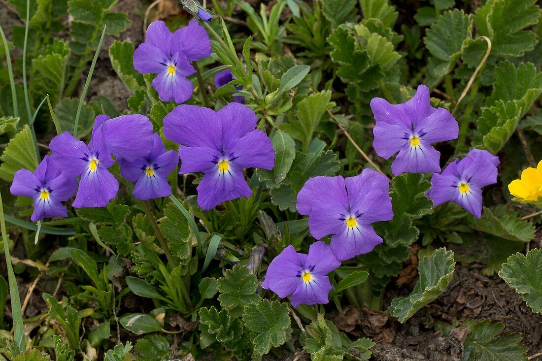 Long-spurred violet (Viola calcarata)