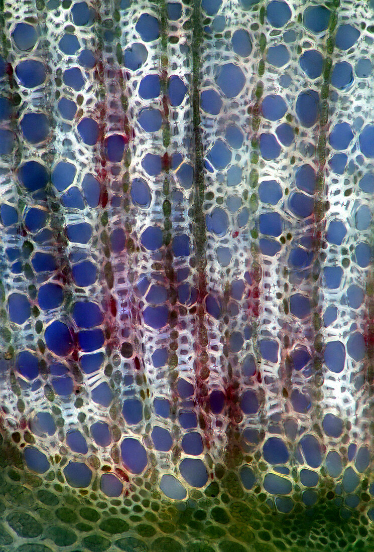 Apple stem,light micrograph