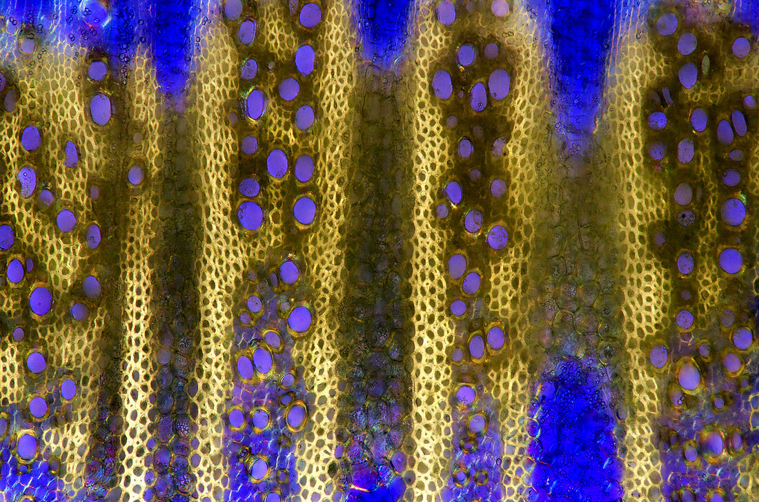Wild cabbage stem,light micrograph