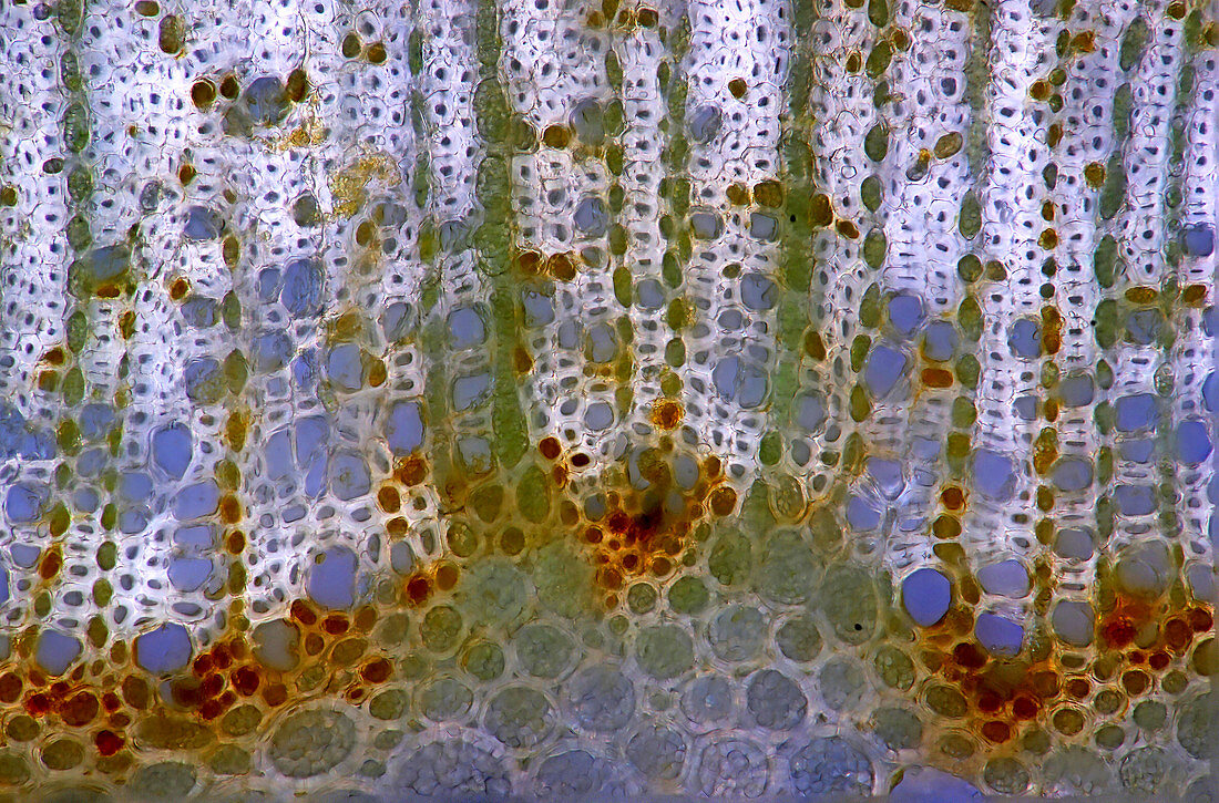 Swedish whitebeam stem,light micrograph