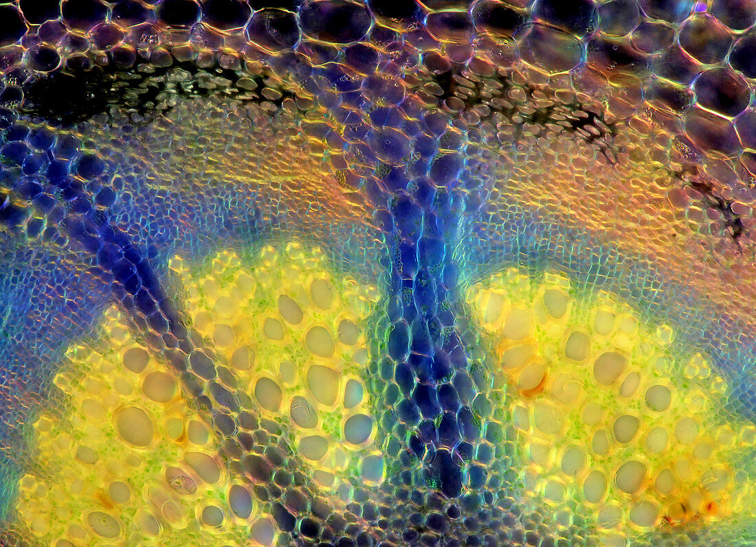 Kohlrabi leaf stalk,light micrograph