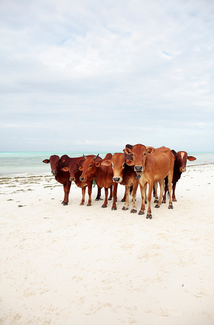 Zebu cows on a beach,Zanzibar