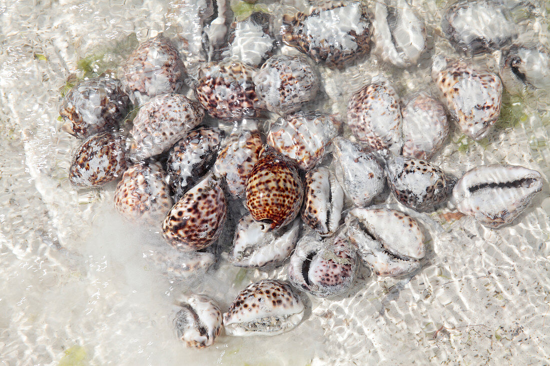 Seashells prepared for sale