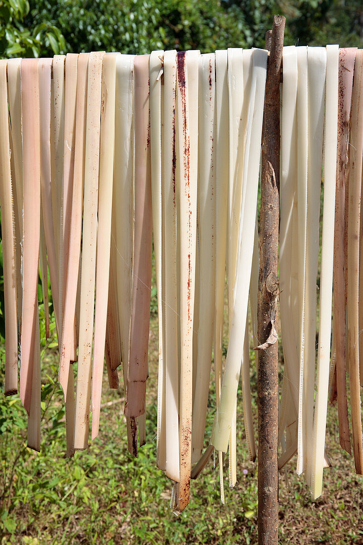 Drying palm leaves