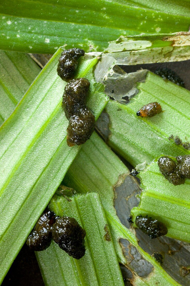 Larvae of Lilioceris lilii lily beetles