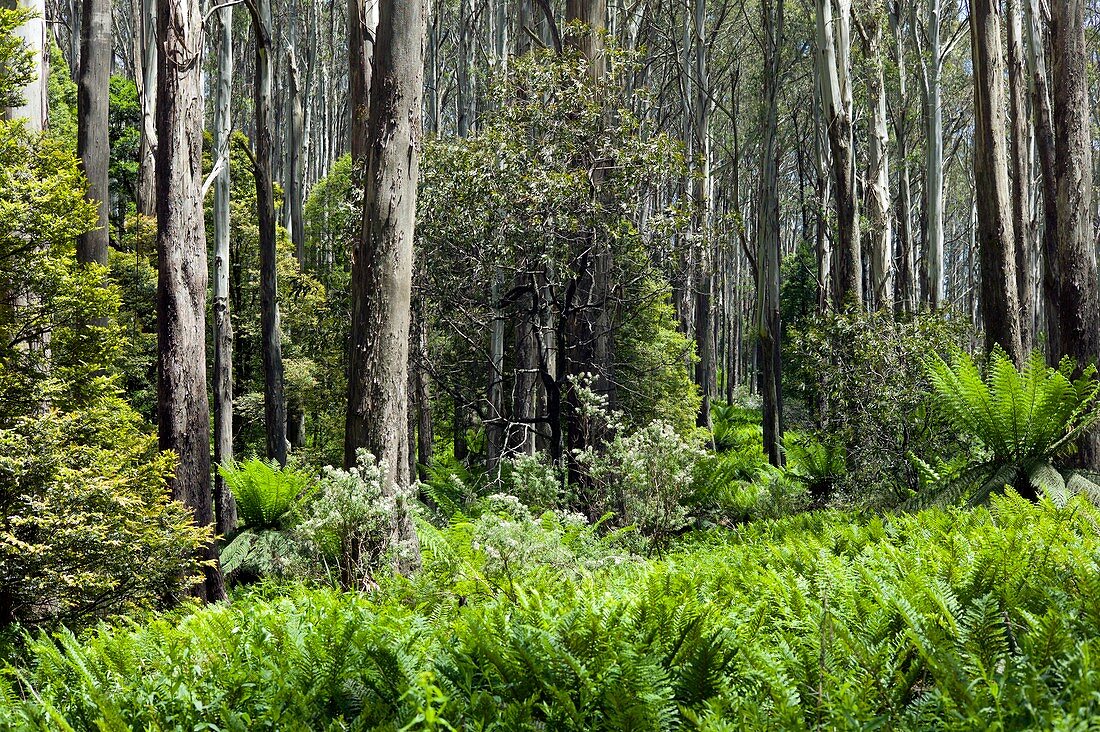 Sub-alpine forest,Australia