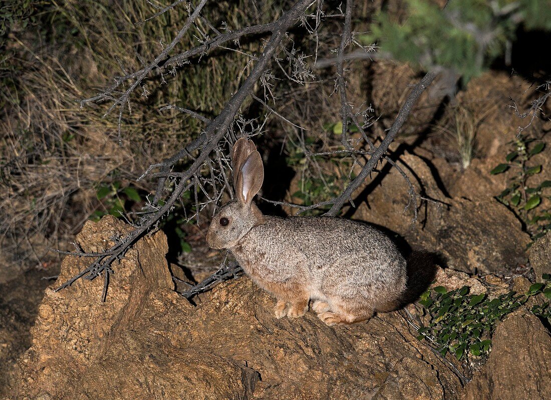 Smith's red rock hare