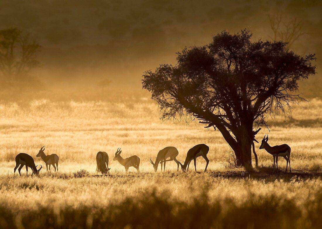 Springbok herd in the Kalahari at dawn