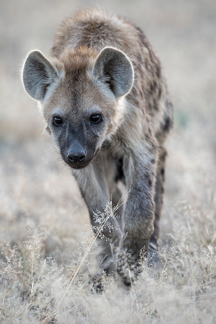 Immature Spotted Hyena