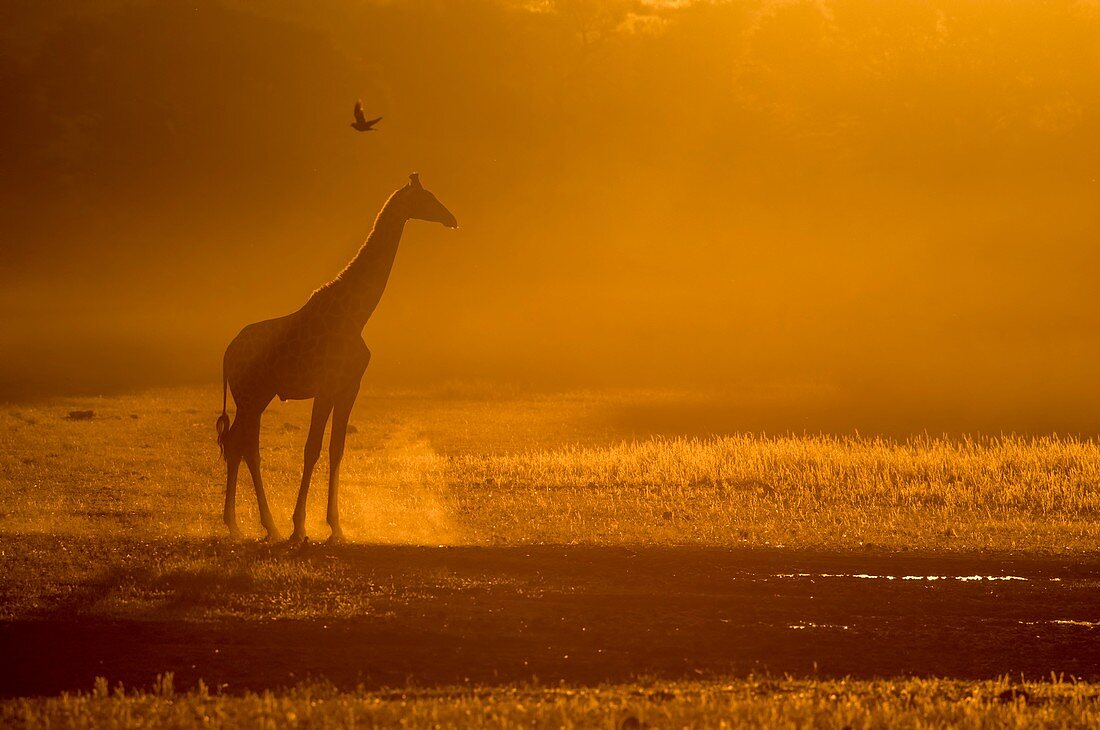 Giraffe at dusk in the Auob riverbed