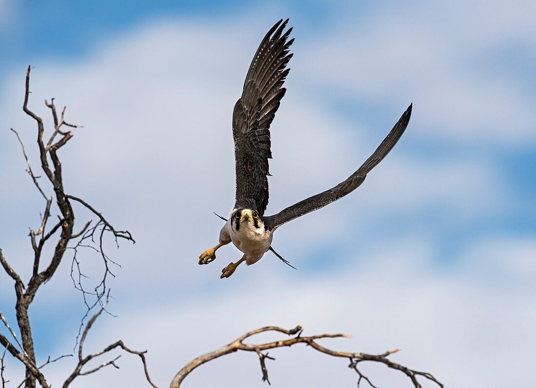 Lanner falcon taking off