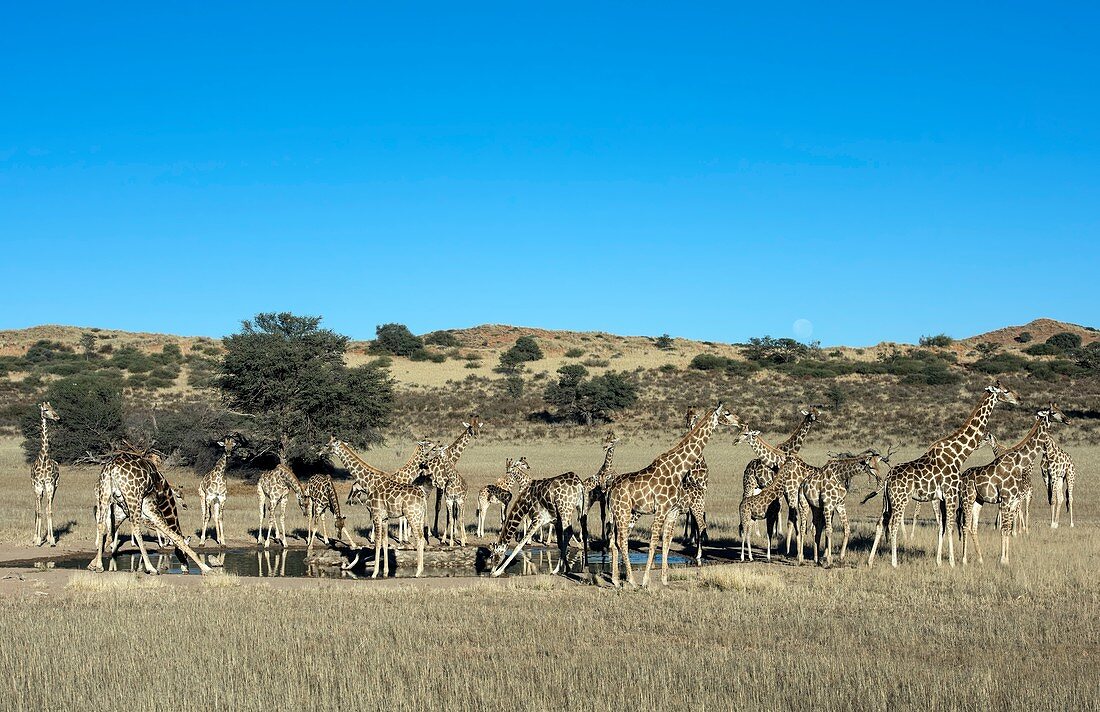 Large nursery herd of Giraffes