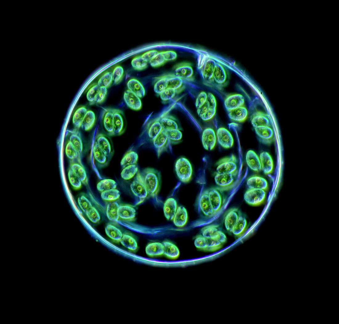 Colony of green algae,light micrograph