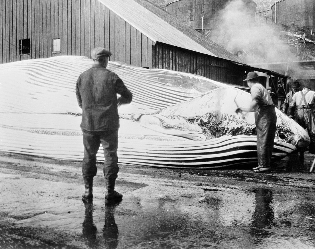 Whaling industry,mid-20th century