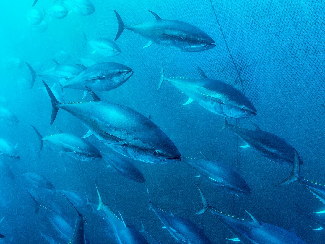 Tuna farming,Spain