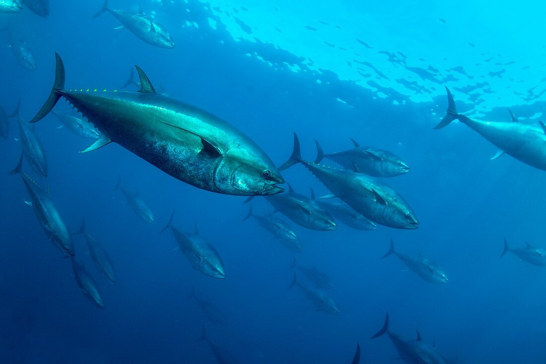 Tuna farming,Spain