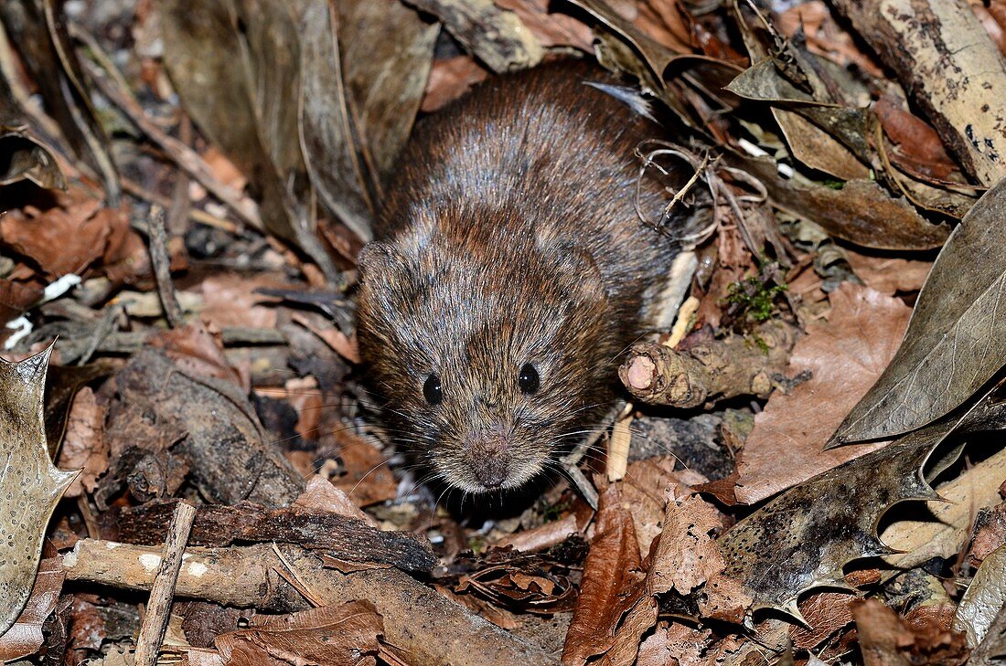 Bank vole