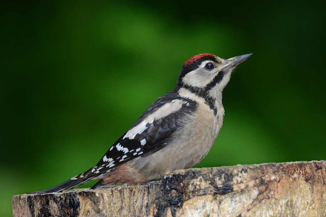 Great spotted woodpecker juvenile