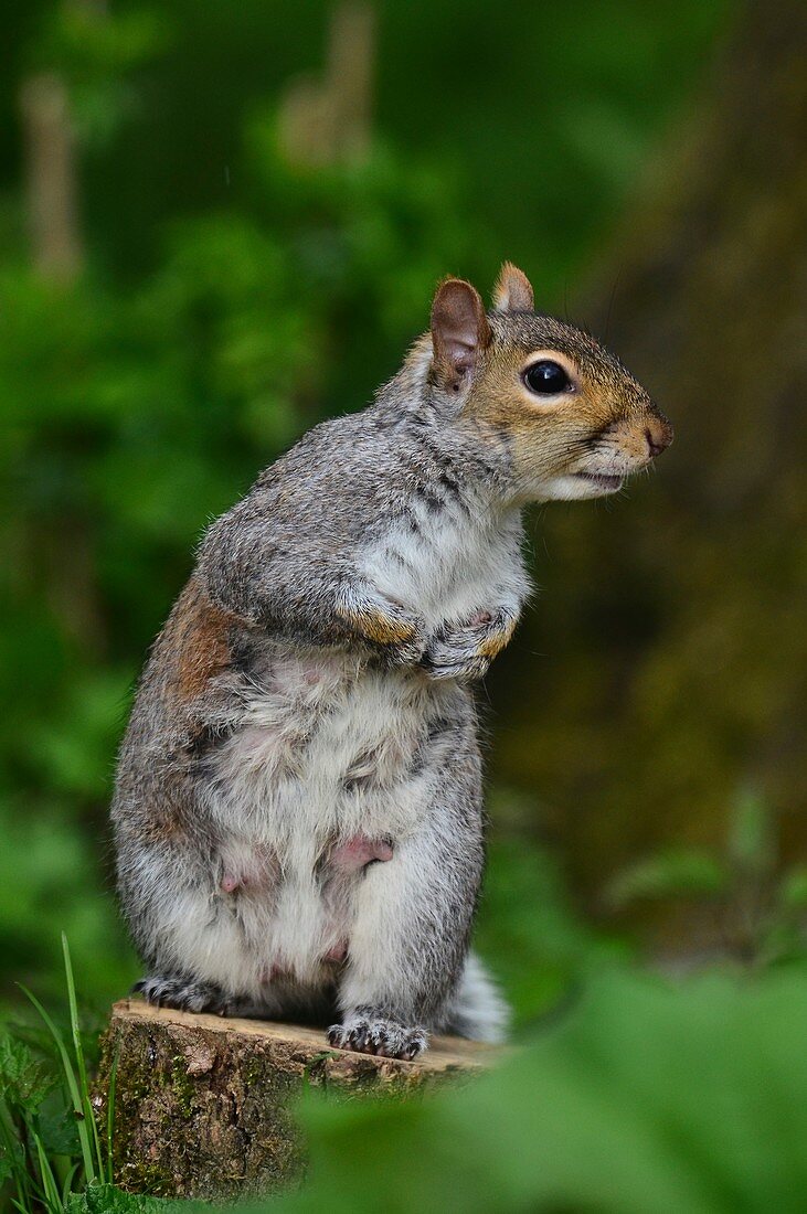 Grey squirrel,lactating female