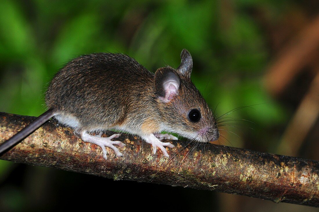 Wood mouse juvenile