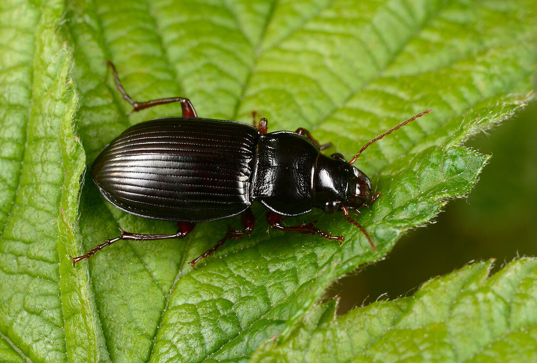 Copper greenclock beetle